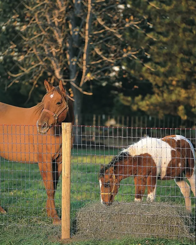 Red Brand Square Deal Tradition 70314 Horse Fence – 100-Foot Length, 60-Inch Height, 12.5-Gauge Non-Climb 2 X 4 Mesh 1